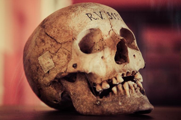 skull-old-human-skull-vintage-1692998